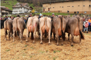 Markus Kennel Jeila 82